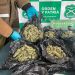 Fiscalía y OS-7 de Carabineros desbaratan tráfico de droga por redes sociales en Coyhaique