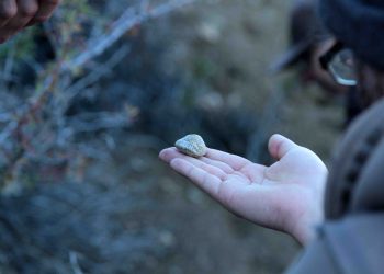Chilechiquenses viajaron en el tiempo para conocer la flora y fauna de su pasado