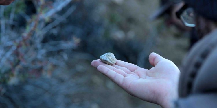 Chilechiquenses viajaron en el tiempo para conocer la flora y fauna de su pasado
