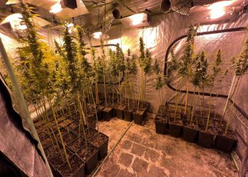 Coyhaique: PDI desarticula banda de tráfico de drogas decomisando cerca de 2.5 kilos de cannabis
