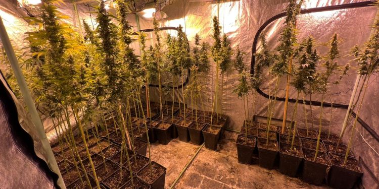 Coyhaique: PDI desarticula banda de tráfico de drogas decomisando cerca de 2.5 kilos de cannabis