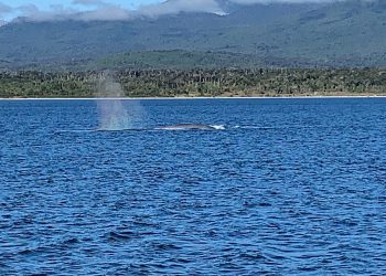 Registran avistamientos de ballenas azules en la región