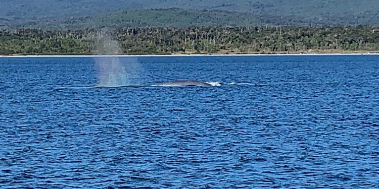 Registran avistamientos de ballenas azules en la región