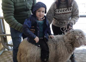 Jardín infantil de Cochrane participará en seminario nacional en Primera Infancia