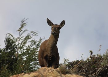 CONAF Aysén relevó día del huemul: “Protegerlos es tarea de todos y todas.”
