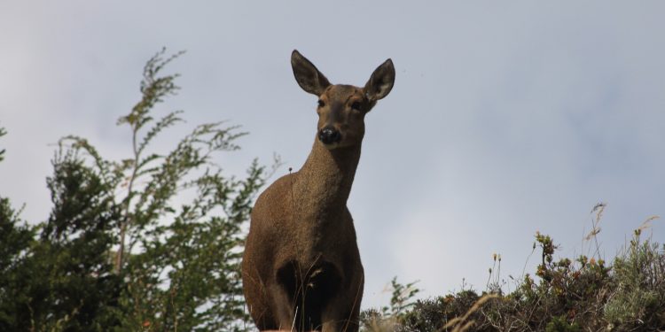 CONAF Aysén relevó día del huemul: “Protegerlos es tarea de todos y todas.”