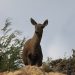 CONAF Aysén relevó día del huemul: “Protegerlos es tarea de todos y todas.”