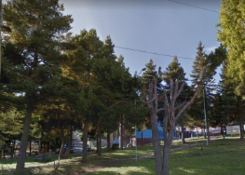 Corte de Coyhaique rechaza recurso de protección contra el municipio por tala y poda de árboles en la ciudad.