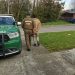 Carabineros de Puerto Aysén detuvo a cuatro personas por robo con violencia