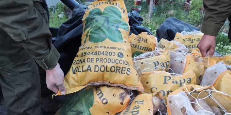 SAG y Carabineros decomisan 300 kilos de papas argentinas ingresadas clandestinamente al país