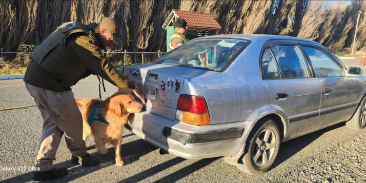 Carabineros de OS-7: 50 años de investigación y prevención del consumo de drogas en Chile