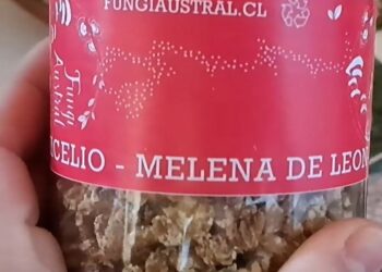 Fungi Austral revoluciona la Salud Cerebral con avances en Biomedicina Fúngica