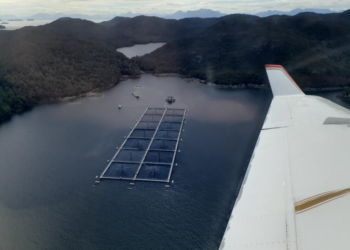 Juzgado de Garantía de Puerto Aysén condena a empresa salmonera por entregar información falsa a Sernapesca