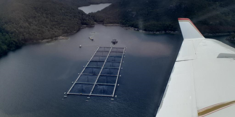 Juzgado de Garantía de Puerto Aysén condena a empresa salmonera por entregar información falsa a Sernapesca