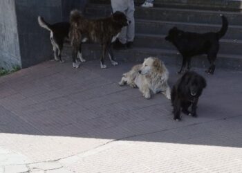 Coyhaique, ciudad amigable… con los perros vagos.