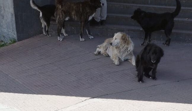 Coyhaique, ciudad amigable… con los perros vagos.