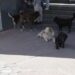 Coyhaique, ciudad amigable… con los perros vagos.