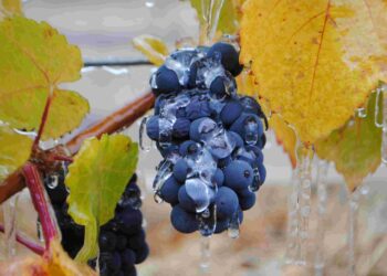 Este fin de semana se desarrollará la primera «Expo Vendimia Chile Chico 2024»: La vendimia más austral del mundo