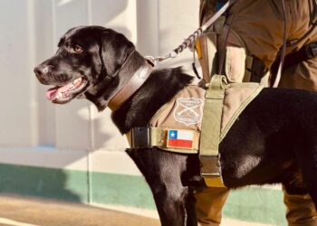 Carabineros de Balmaceda lamentan la muerte del perro institucional de su dotación