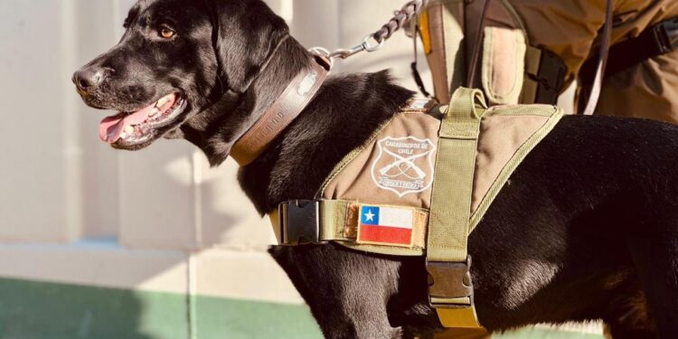Carabineros de Balmaceda lamentan la muerte del perro institucional de su dotación