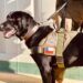 Carabineros de Balmaceda lamentan la muerte del perro institucional de su dotación