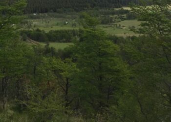 SMA inicia evaluación ambiental para el proyecto «Loteo El Verdín» en Coyhaique