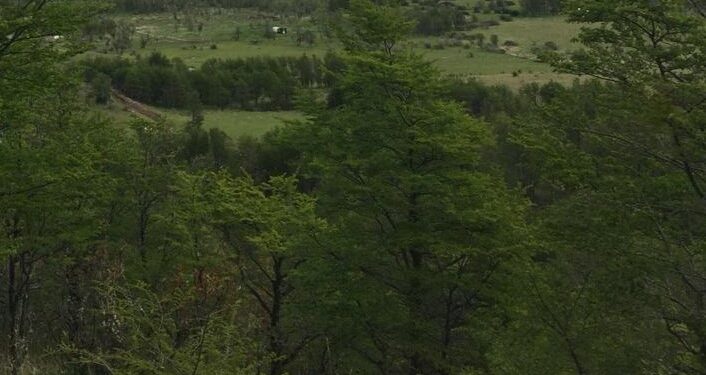 SMA inicia evaluación ambiental para el proyecto «Loteo El Verdín» en Coyhaique