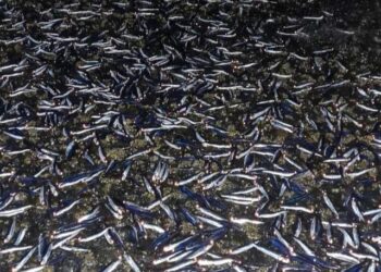 Sorprendente Varazón de Sardinas en Puerto Cisnes