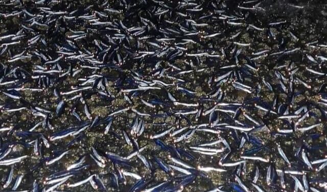 Sorprendente Varazón de Sardinas en Puerto Cisnes