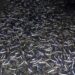 Sorprendente Varazón de Sardinas en Puerto Cisnes