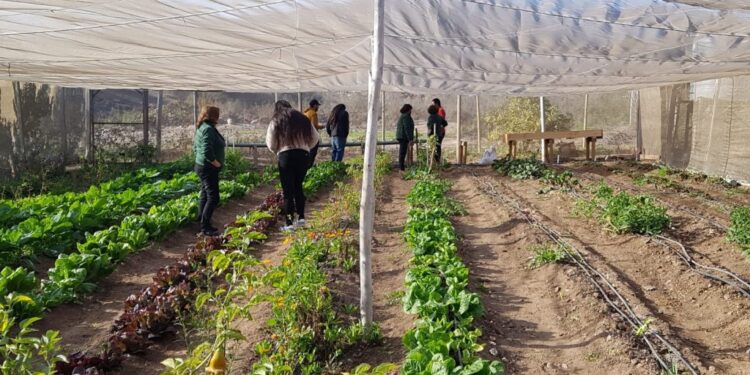 INDAP e INJUV lanzan la primera consulta ciudadana digital sobre juventud rural.