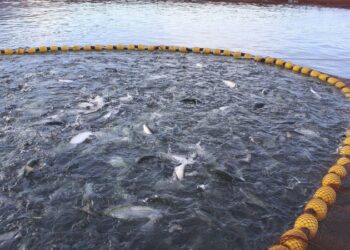 La Superintendencia del Medio Ambiente formula cargos contra Multi X S.A. por sobreproducción de salmones en Reserva Nacional