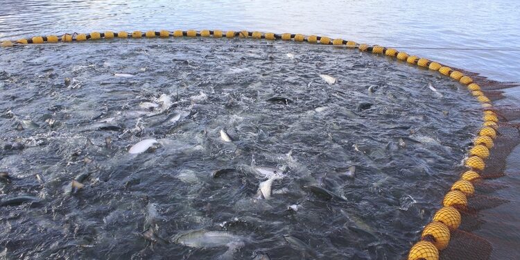 La Superintendencia del Medio Ambiente formula cargos contra Multi X S.A. por sobreproducción de salmones en Reserva Nacional