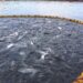 La Superintendencia del Medio Ambiente formula cargos contra Multi X S.A. por sobreproducción de salmones en Reserva Nacional
