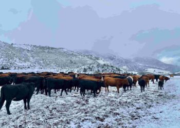 Consejo Regional de Aysén aprueba $317 millones para apoyar a 1.325 ganaderos ante emergencia agrícola