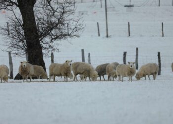 Llamado clave a productores agropecuarios de Aysén ante desafíos invernales