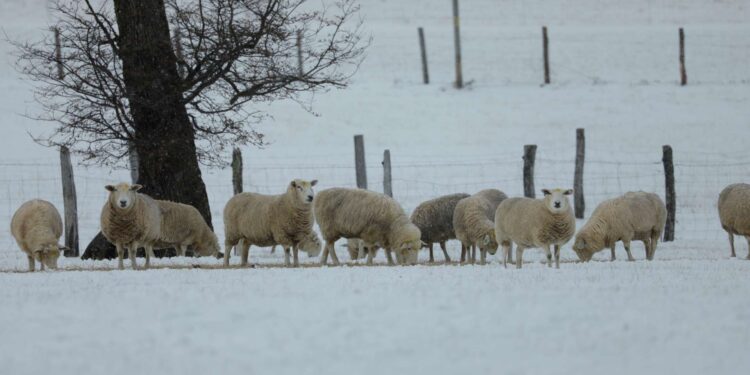 Llamado clave a productores agropecuarios de Aysén ante desafíos invernales