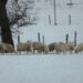 Llamado clave a productores agropecuarios de Aysén ante desafíos invernales