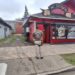 Carabineros de Puerto Aysén aclaró robo a restaurant tras detener a imputado y recuperar especies sustraídas