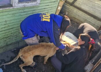 Rescatan a dos perros galgos en Coyhaique tras denuncia de abandono