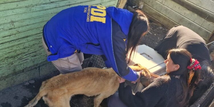 Rescatan a dos perros galgos en Coyhaique tras denuncia de abandono