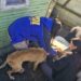Rescatan a dos perros galgos en Coyhaique tras denuncia de abandono