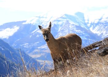 Aysén redobla esfuerzos para proteger al huemul, símbolo en peligro de extinción