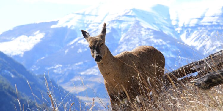 Aysén redobla esfuerzos para proteger al huemul, símbolo en peligro de extinción