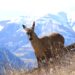 Aysén redobla esfuerzos para proteger al huemul, símbolo en peligro de extinción