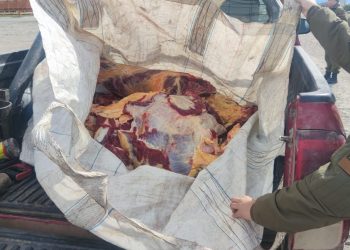 Decomisan más de 140 kilos de carne de dudosa procedencia en Chile Chico