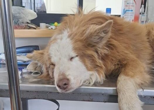 Grave Caso de Maltrato Animal: Agrupación Patitagonia Busca Justicia para «Canelito»