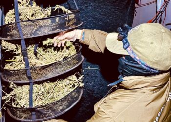 Incendio en Coyhaique Revela Cultivo Indoor de Marihuana: Decomisan Más de 7.000 Dosis