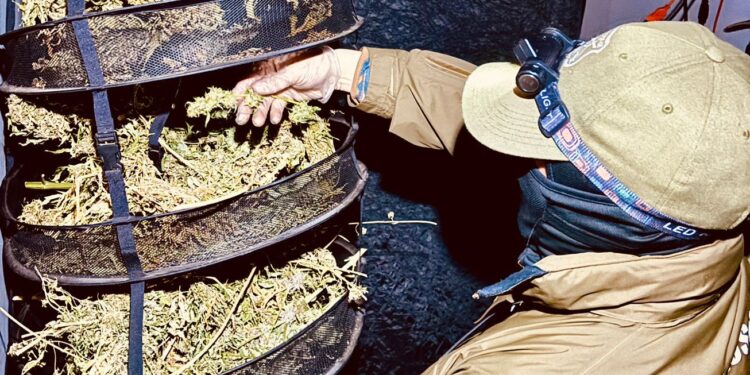 Incendio en Coyhaique Revela Cultivo Indoor de Marihuana: Decomisan Más de 7.000 Dosis