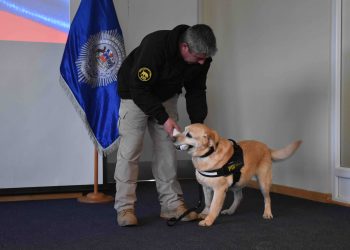 Tras una década de servicio, la funcionaria canina Tamar se jubila en Aysén
